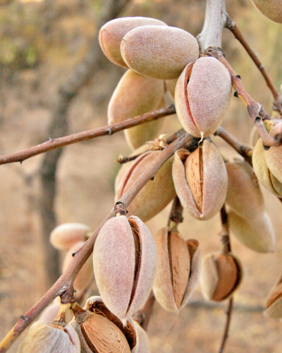 Fruto de almendro en floración