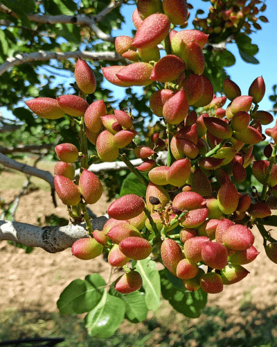 fruto de un árbol de pistacho
