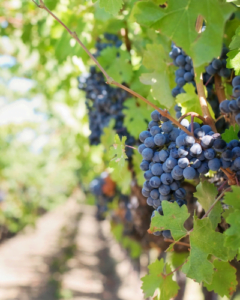 Planta viña, portainjertos